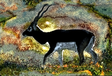 Blackbuck