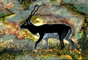 Blackbuck Poster