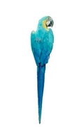 Macaw T-Shirt