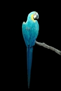 Macaw Magnet