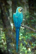 Macaw Poster