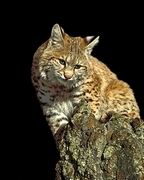 Bobcat Magnet