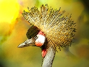 Crowned Crane Magnet