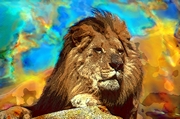 African Lion Poster