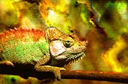 Chameleon Poster