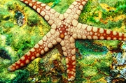 Starfish Poster