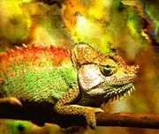 Chameleon Magnet