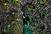 Peacock Magnet