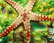 Starfish Magnet