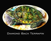 Terrapin Magnet