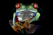 Red-eyed Tree Frog Magnet