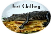 Alligator - Just Chilling Magnet