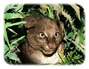 Jaguarundi T-Shirt