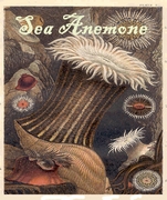 Sea Anemone Magnet