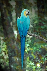 Macaw