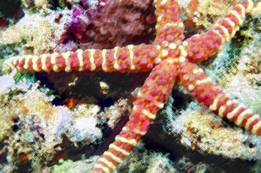 Starfish