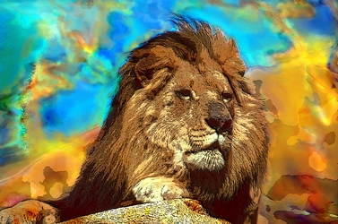 African Lion