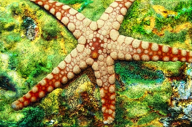 Starfish