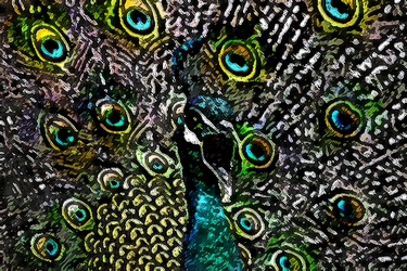 Peacock