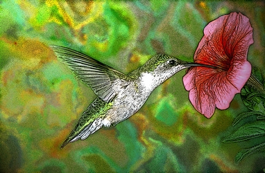 Hummingbird