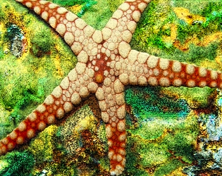 Starfish