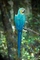 Macaw picture