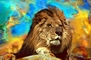 African Lion picture