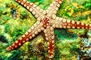 Starfish picture