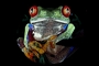 Red-eyed Tree Frog picture