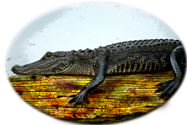 Alligator - Just Chilling