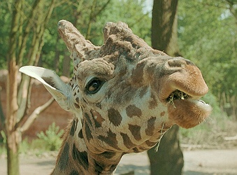 Giraffe