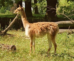 Guanaco