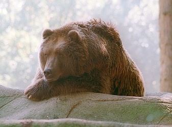 Kodiak Bear