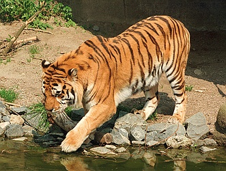 Siberian Tiger