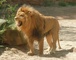 African Lion picture