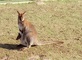 Bennett's Wallaby picture