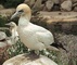 Cape Gannet picture