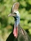 Cassowary picture