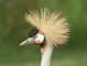 Crowned Crane picture