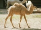 Dromedary Camel picture