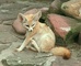 Fennec Fox picture