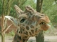 Giraffe picture