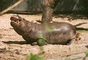 Hippopotamus picture