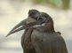 Hornbill picture