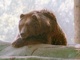 Kodiak Bear picture