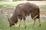 Nyala Buck picture