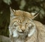 Siberian Lynx picture