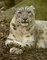 Snow Leopard picture