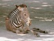 Zebra picture