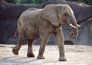 African Elephant